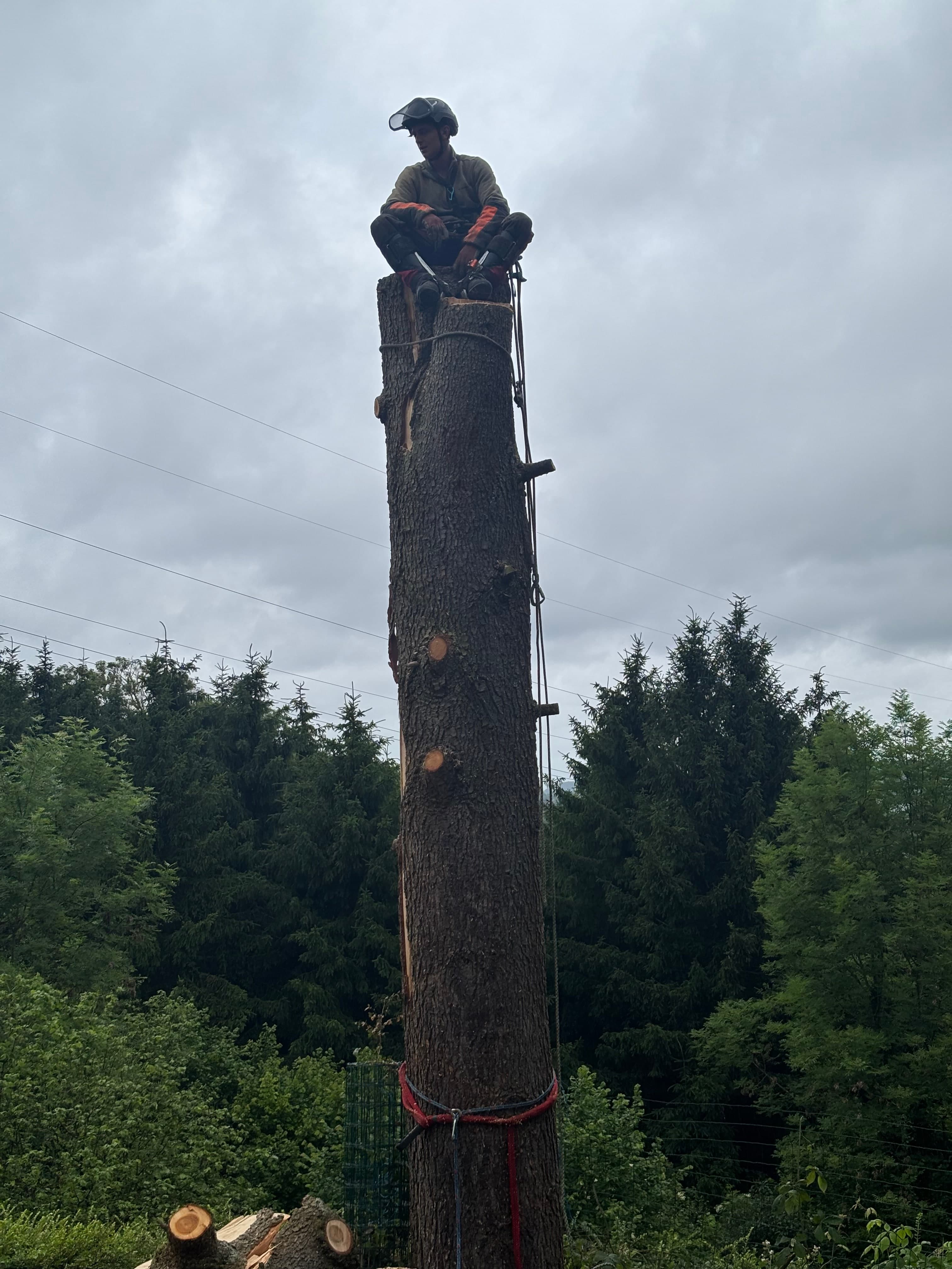 Abattage d'un arbre dangereux par rétention à Liège